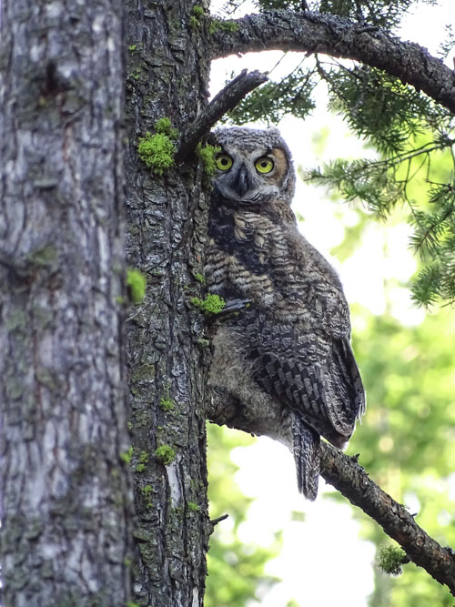 Great horned owlet