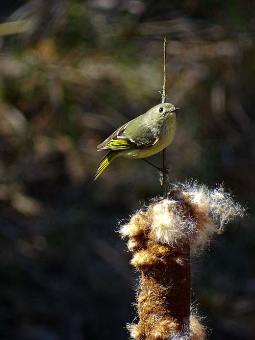 Ruby-crowned kinglet