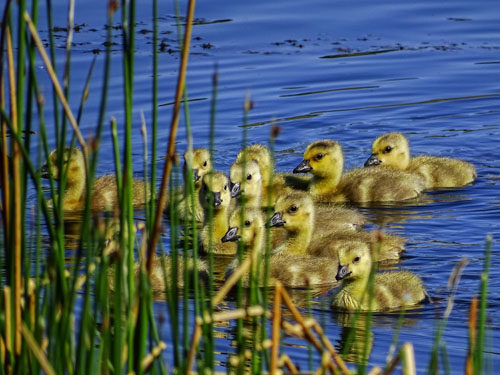 Goslings