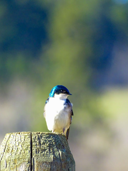 Tree swallow