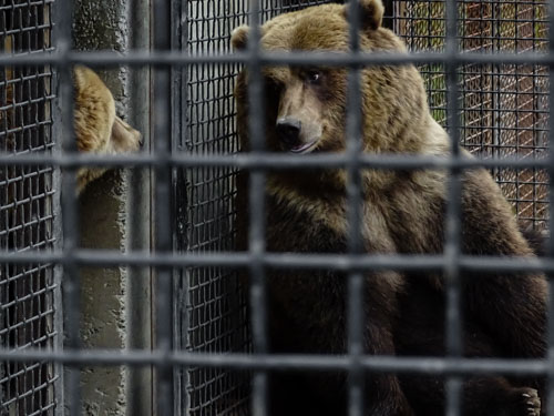 Grizzly bears at the BC Wildlife Park