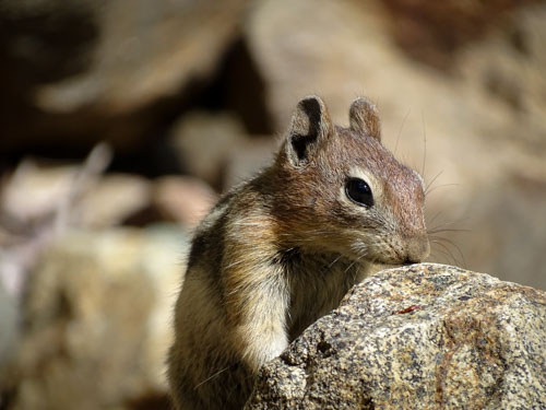 Chipmunk