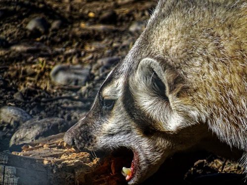 Portrait of a badger