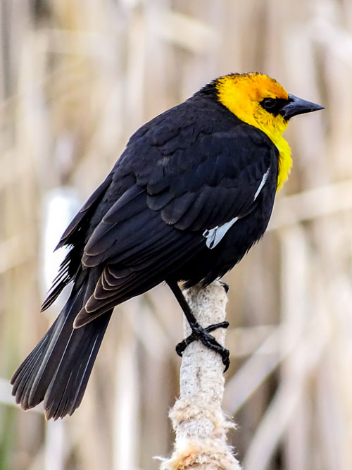 Yellow-headed blackbird