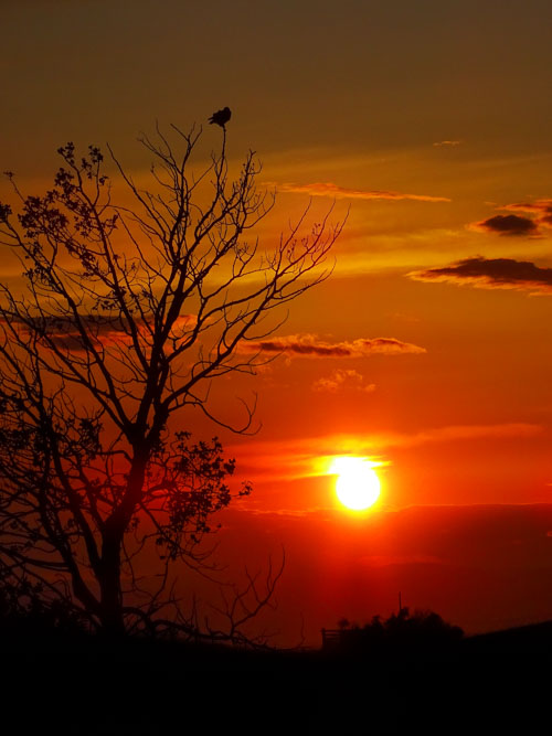 Red-tailed hawk in the sunset