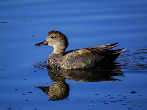 Gadwall