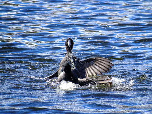 Fight in the pond