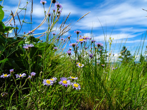 Flowers against the sky