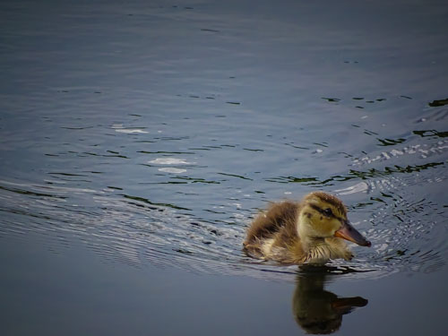 Little duckling