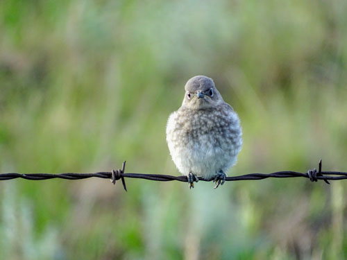 Juvenile mountain bluebird