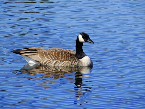 Canada goose