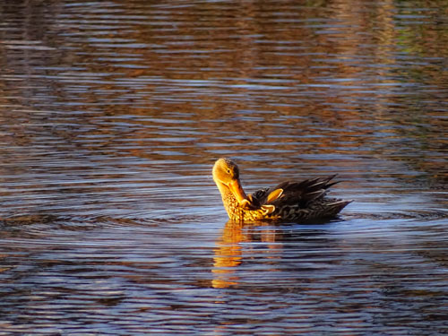 Female northern shoveler preening in the sunset