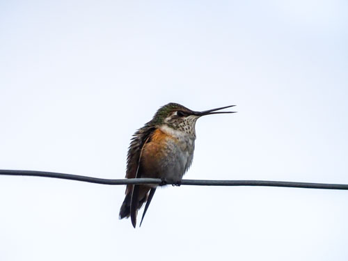 Female Calliope Hummingbird