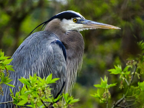 Portrait of a Heron